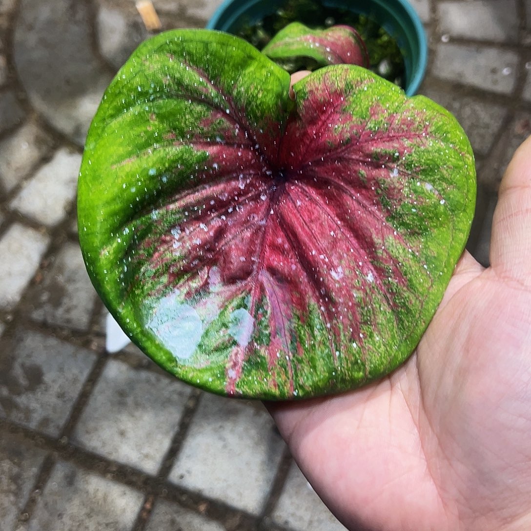 Y***g完全开放9053泰彩