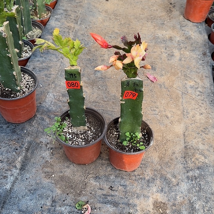 079+080嫁接蟹爪兰：1795+红黄
