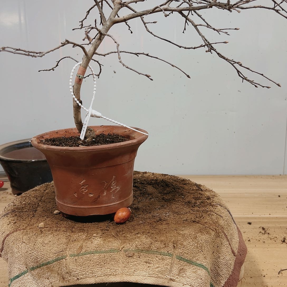 盆景红花一号防虫5311?****¹