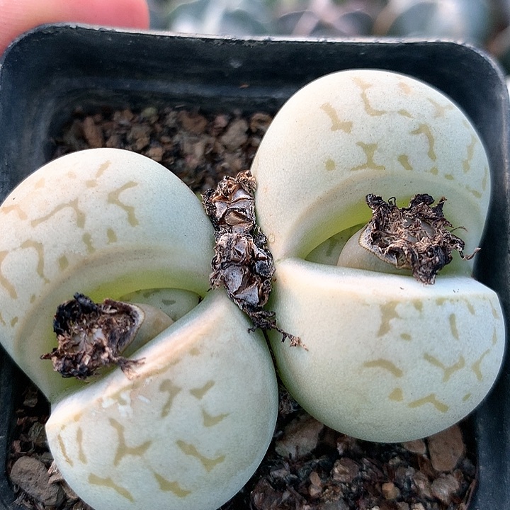 大白母本双头非常非常好看