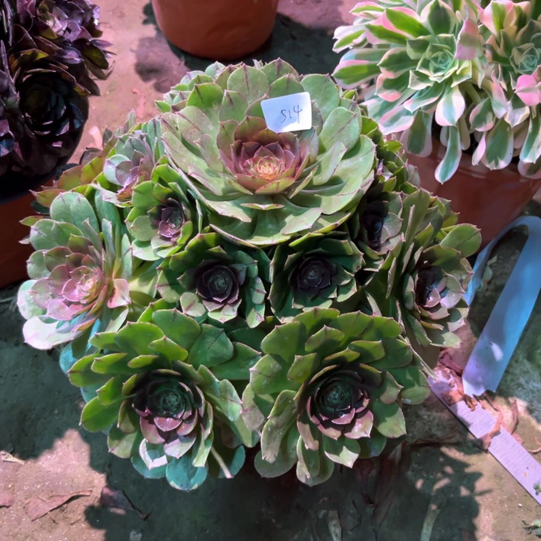 ?多肉植物万拉丝514