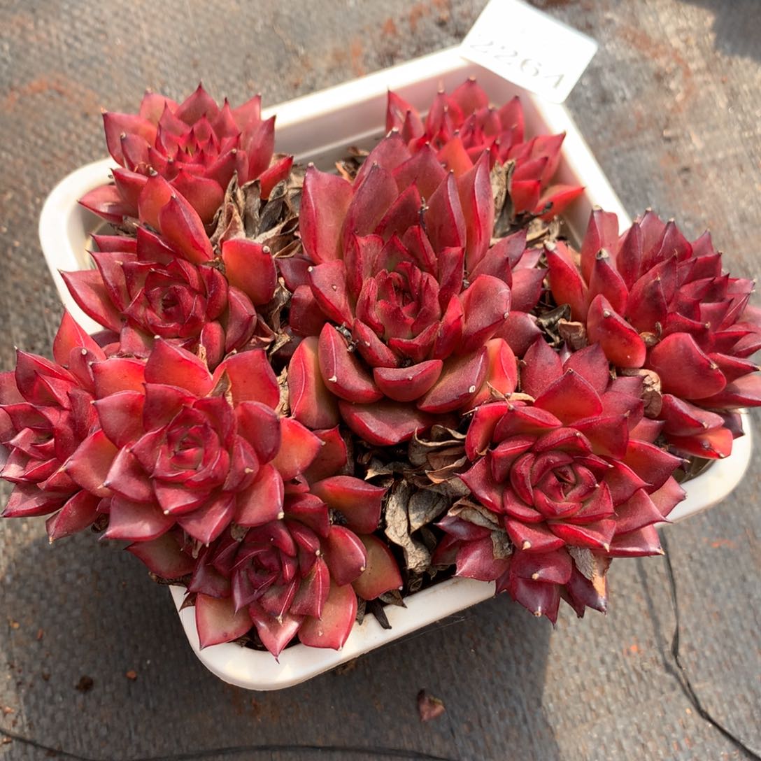 2264杂交精品基地15冠