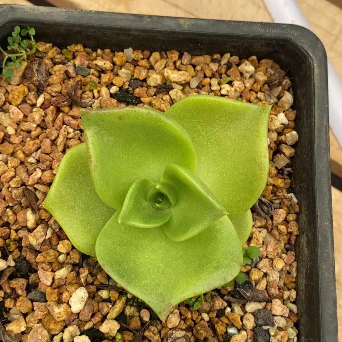 绿拇指杂带土球发货，我就是我