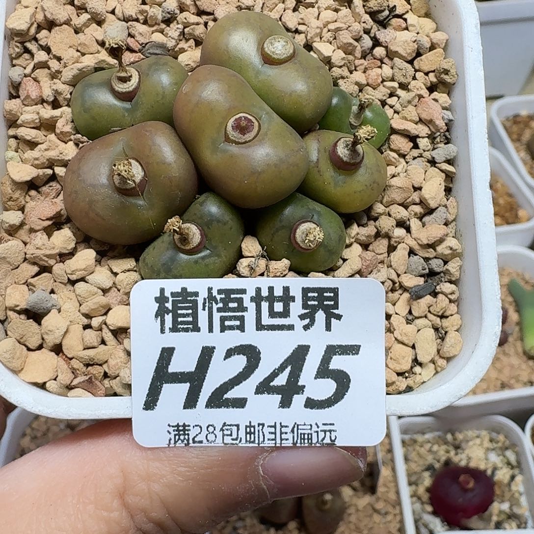 多肉植物的人生fgh