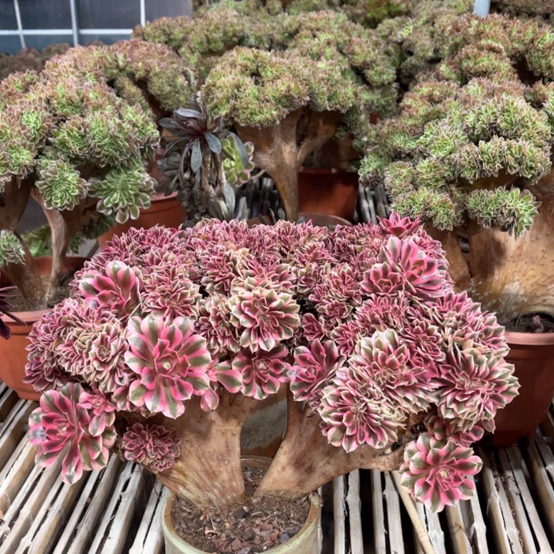 粉女巫精控朵朵整版精品