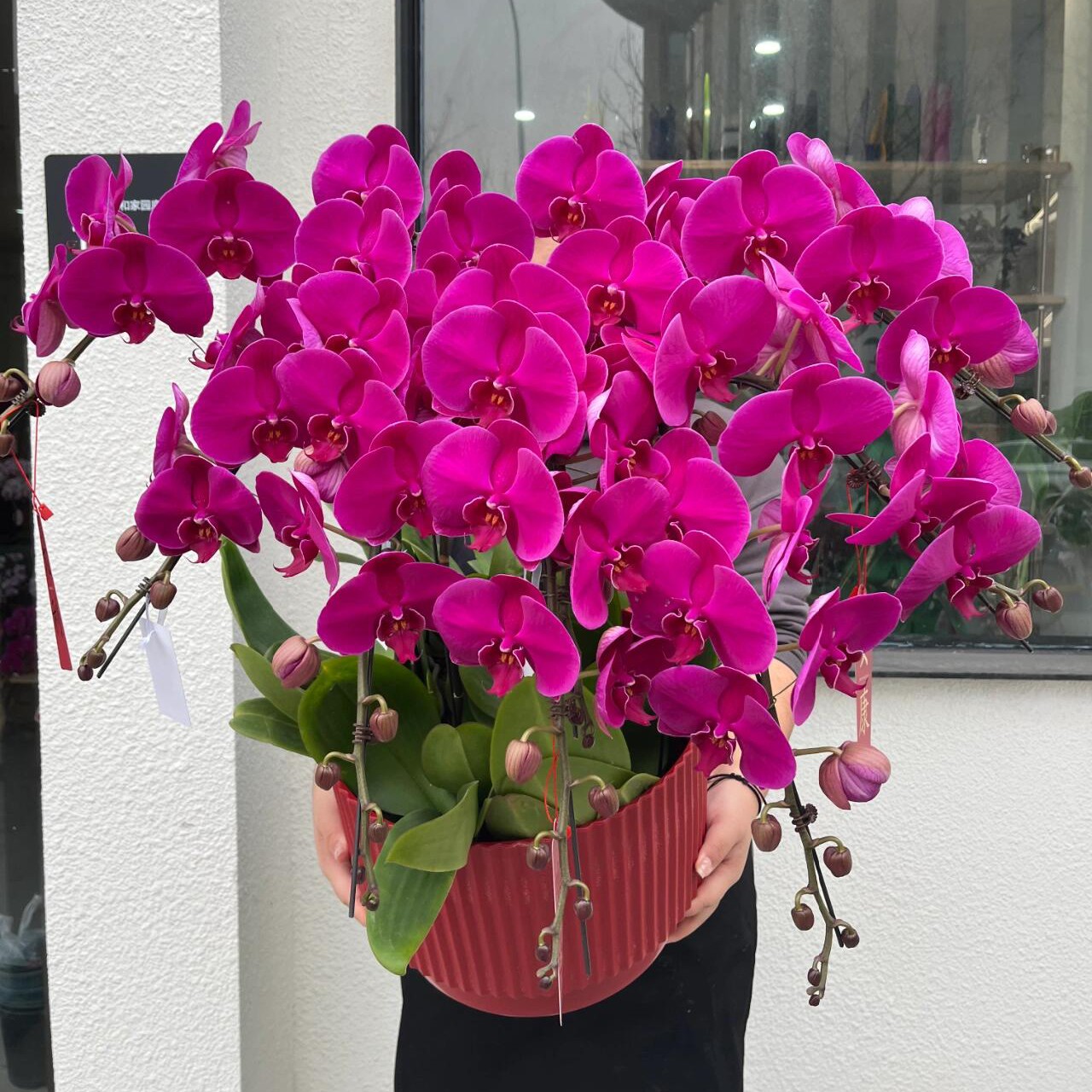 新年快乐万事兴隆-10株蝴蝶兰大辣椒新年年宵花蝴蝶兰新年鲜花送花上门