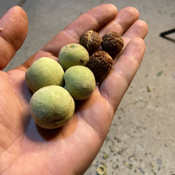 太行山野生荔枝纹山桃核青皮坤脐50个送钢丝刷