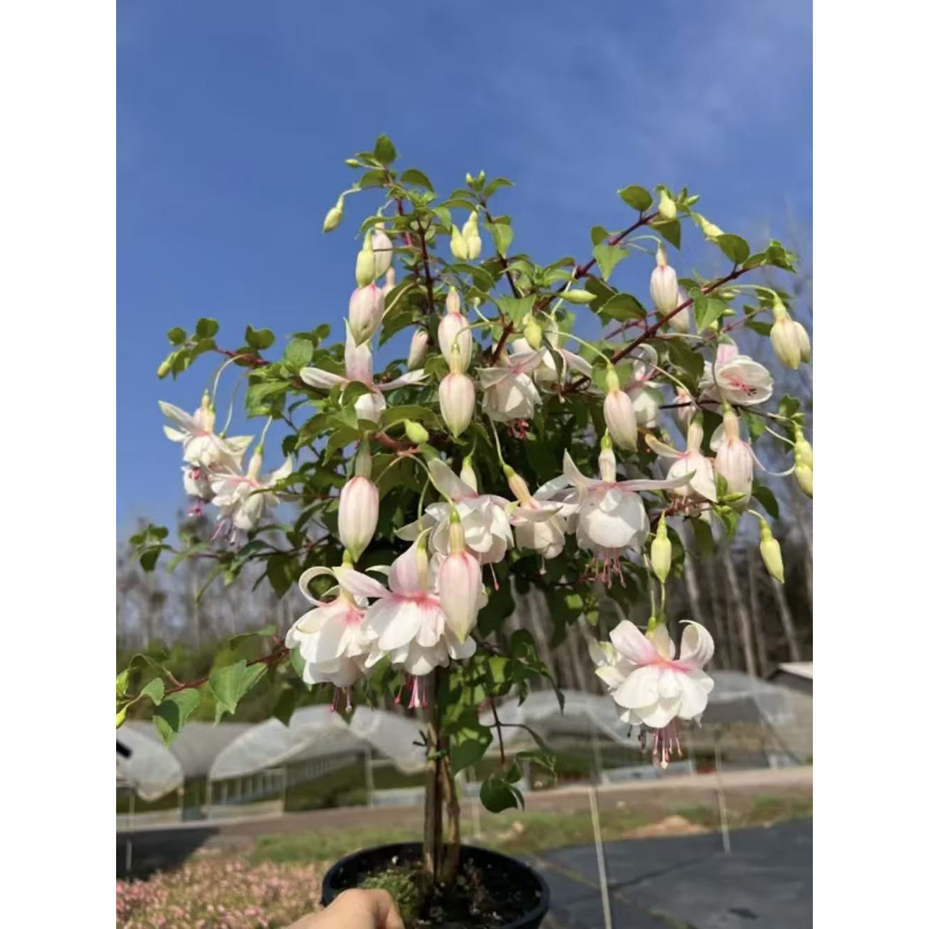 白色经典倒挂金钟灯笼花盆栽棒棒糖精品大花重瓣发货快
