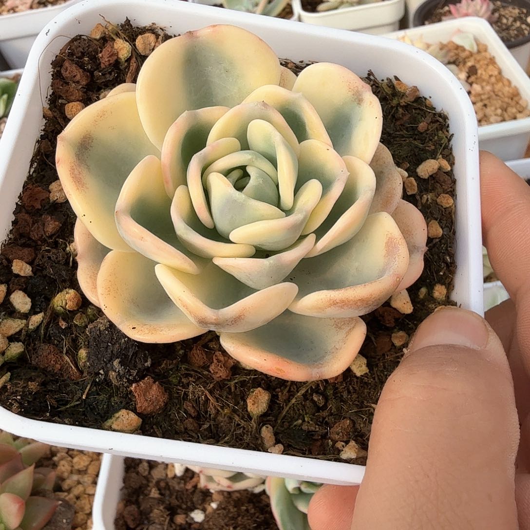 美尻锦多肉锦多肉