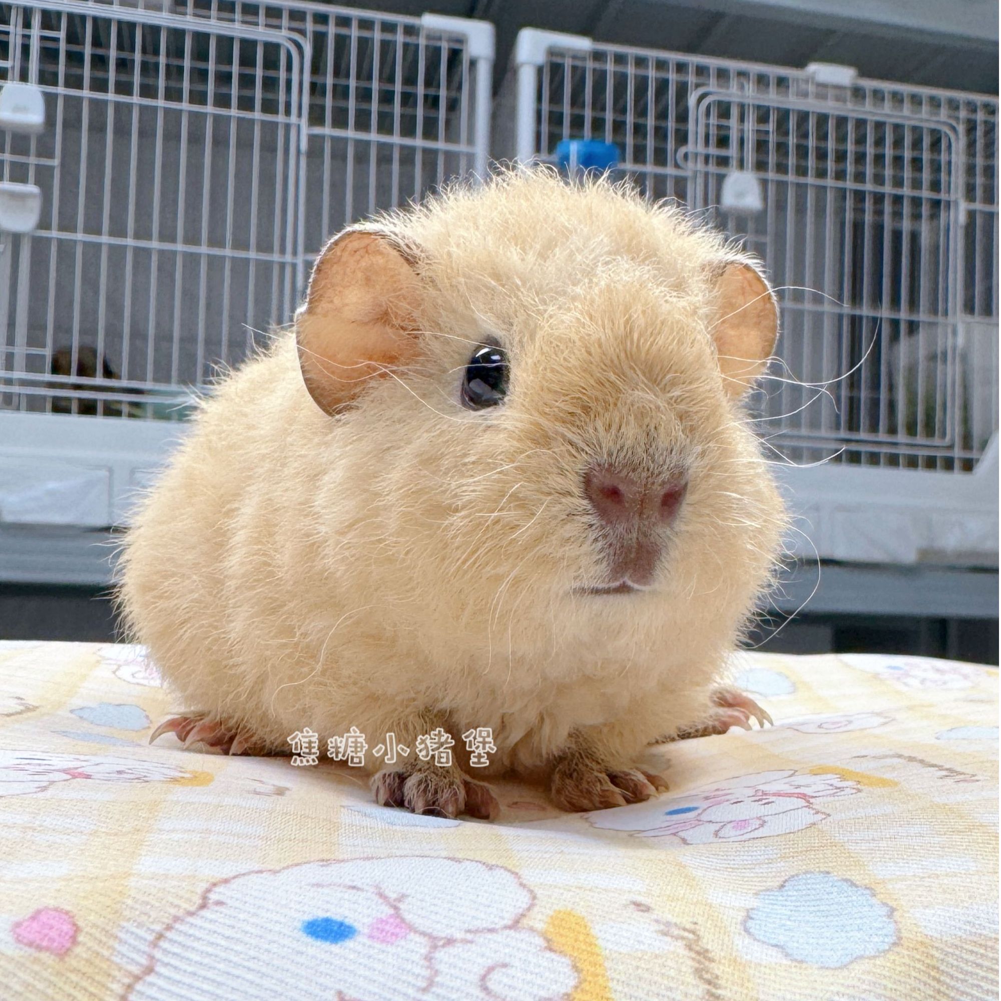 【81号】黄美泰妹妹荷兰猪活体