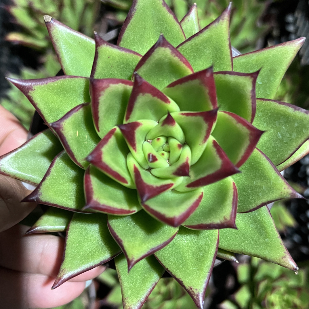 【任意两单包邮】口红多肉植物盆栽脱土发货适合室内养殖上档次多肉