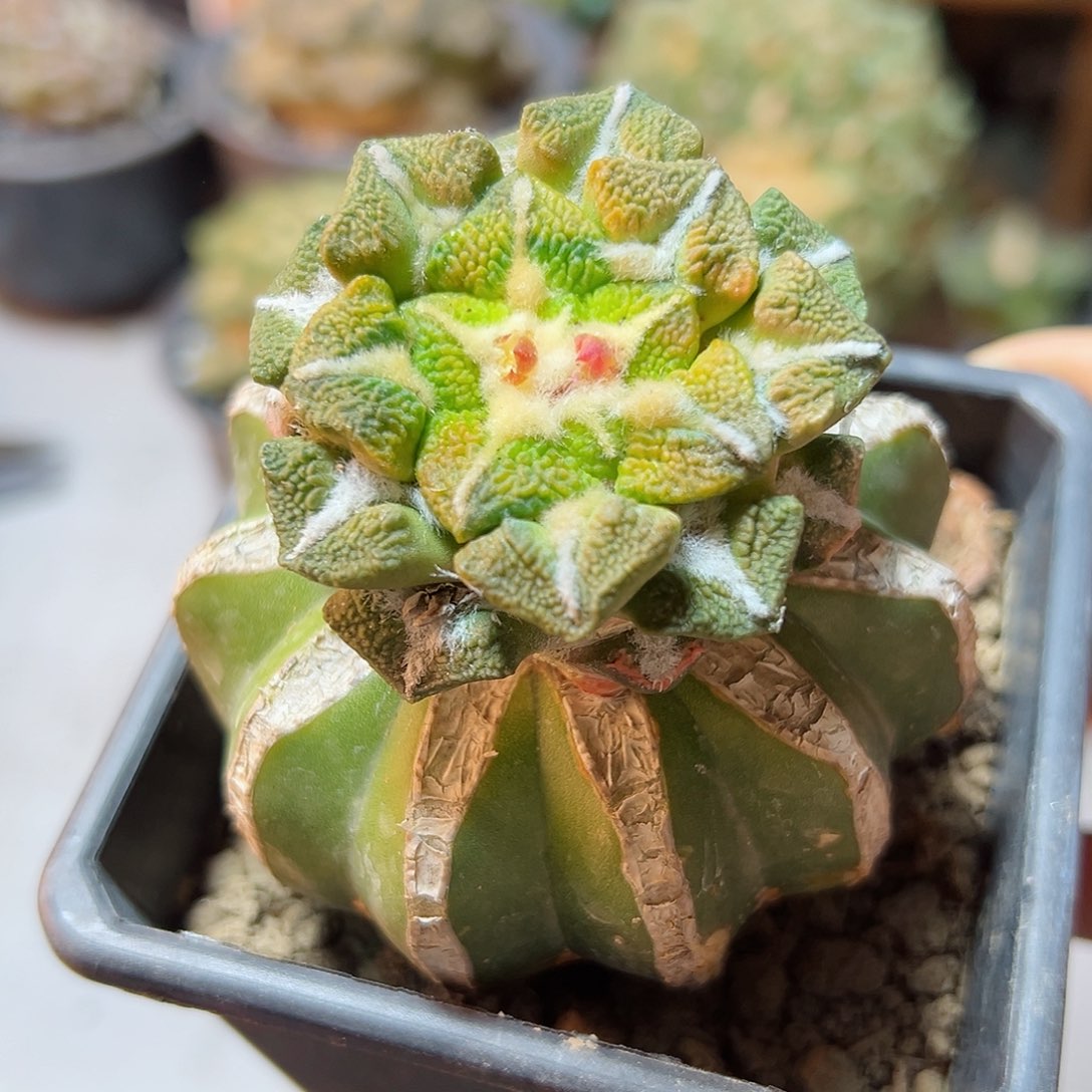 19号大尤黑牡丹锦4.5公分