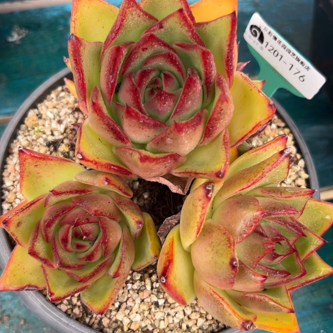 从前慢花园多肉编号1201-176