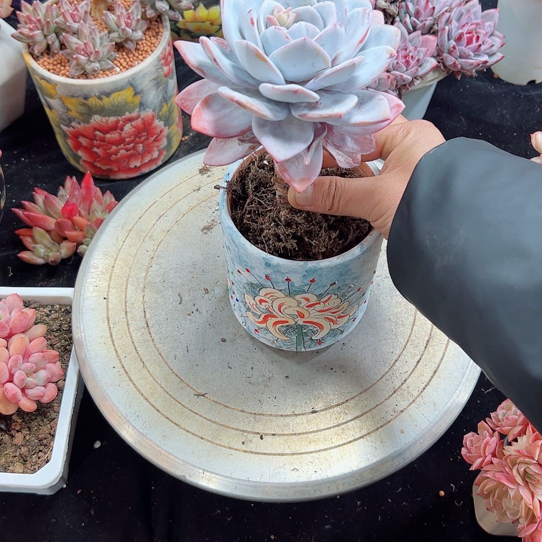 然然精品多肉雪莲