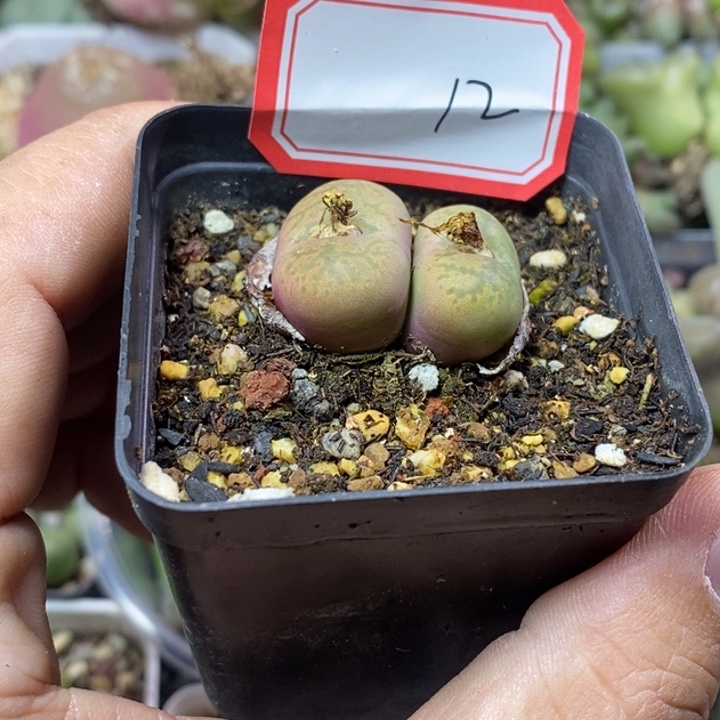 一***梦56868988888888588888