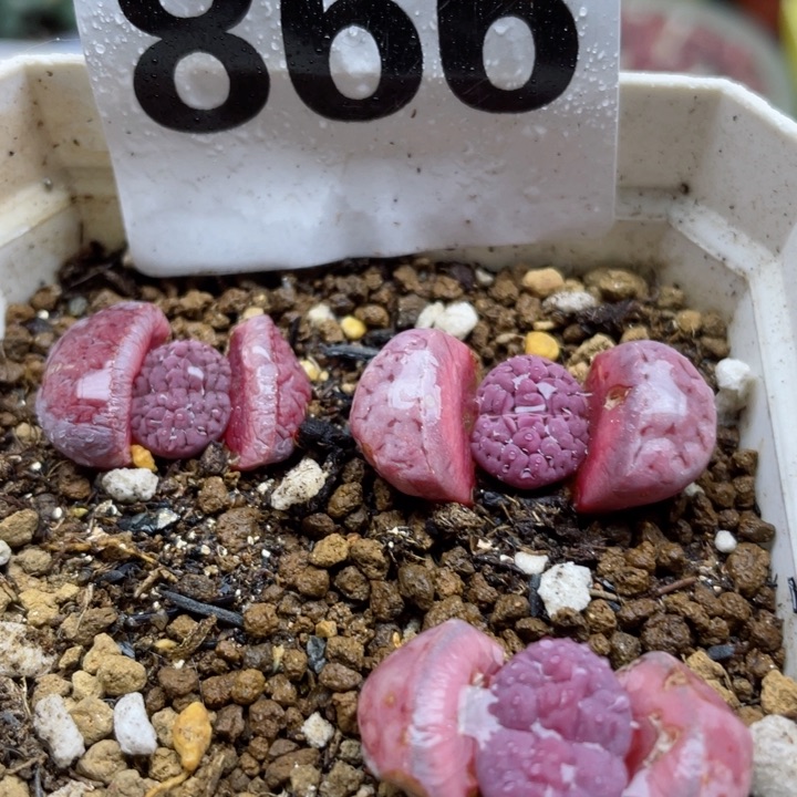 866阿克塞尔玫瑰一颗脱土