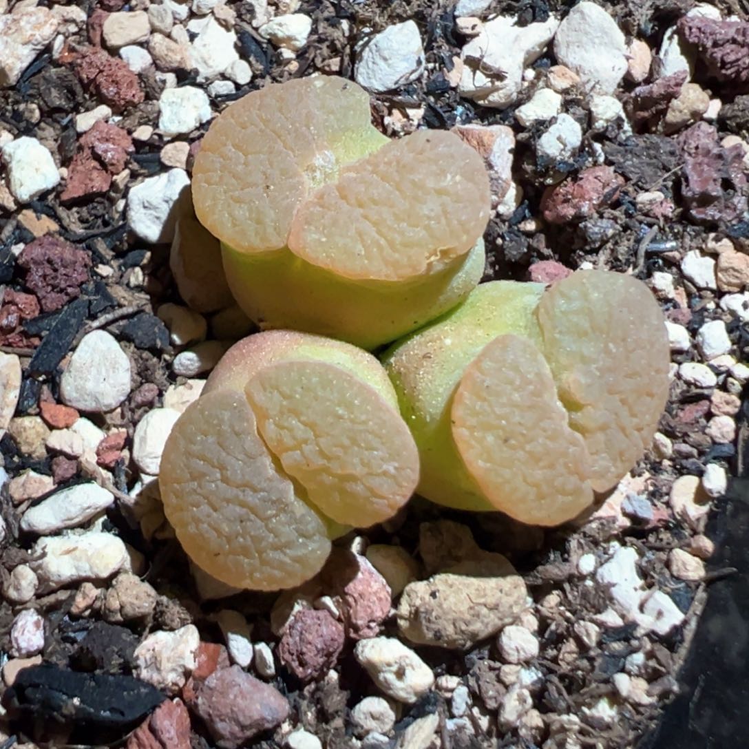 新到的磁铁 大窗 肉锥植物
