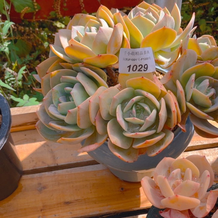 谢谢你的支持000001029