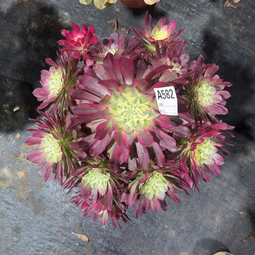 天合多肉法师a582