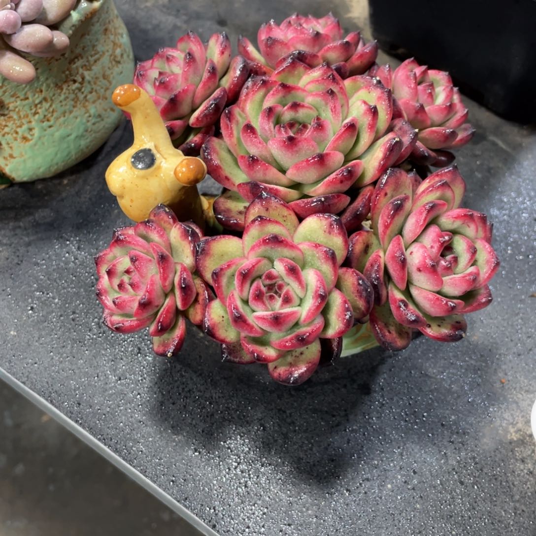 满68包邮发中通快递