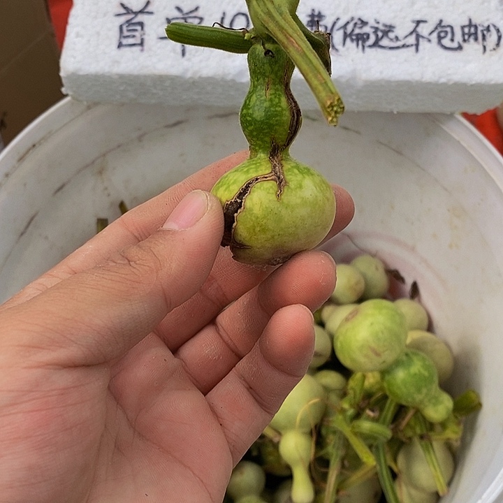 叫****。恍恍惚惚恍恍惚惚哈哈哈哈就回家