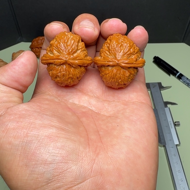 嘎嘎板正的白狮子真好666