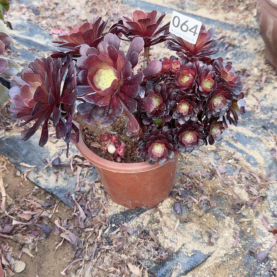 064铜壶朵朵有砍伤