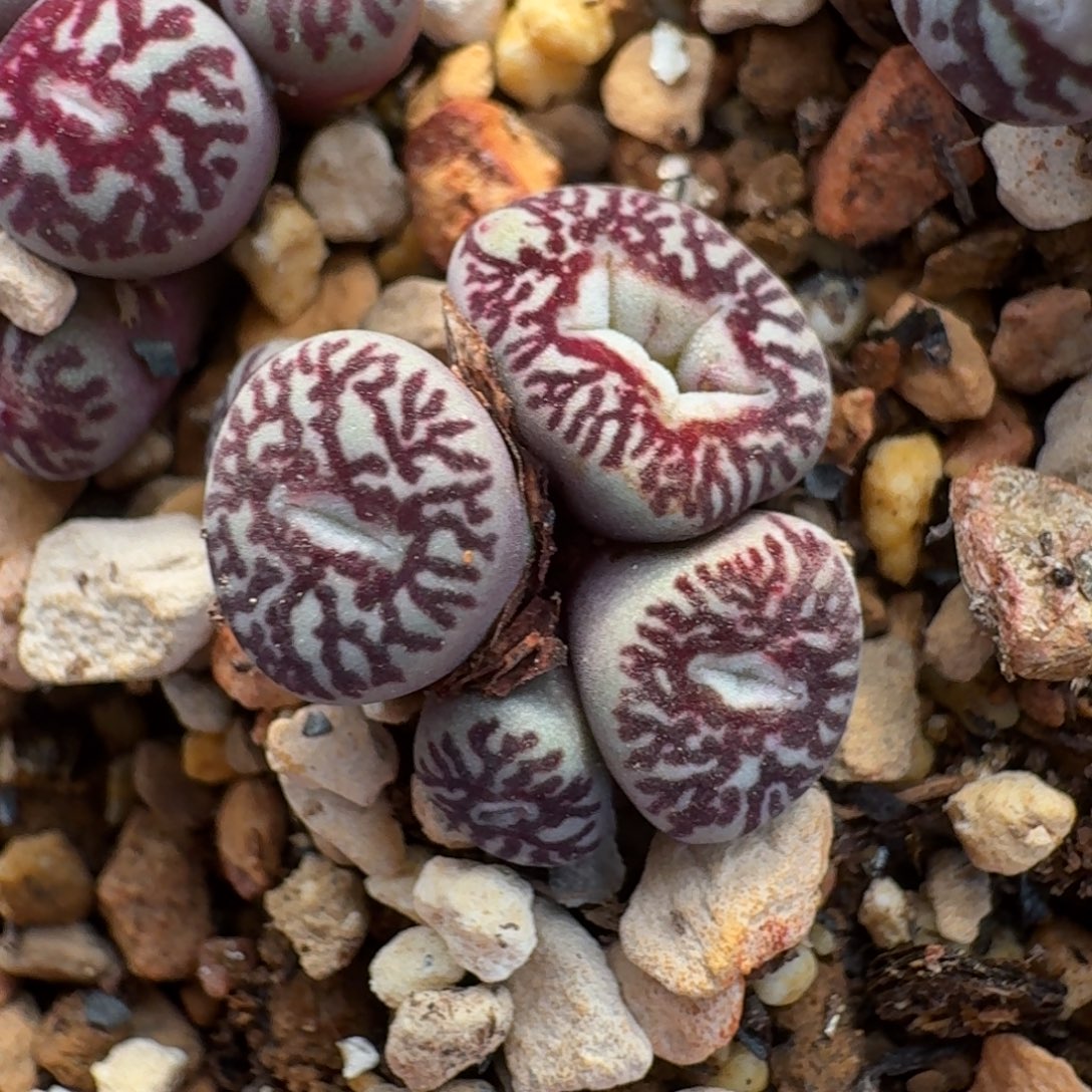 云缦精品番杏8.26派大星嘴