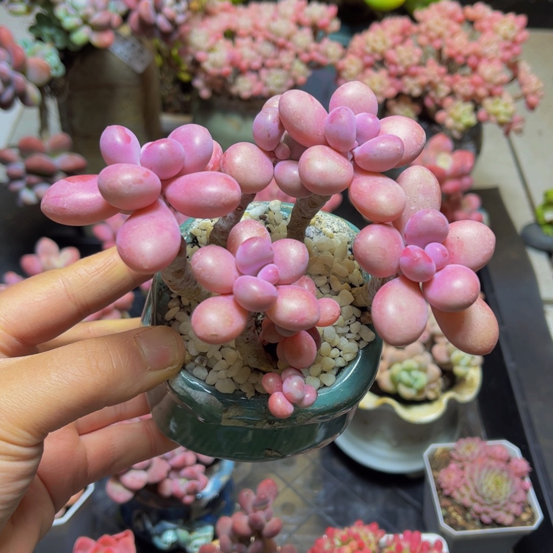 500桃蛋13厘米多肉植物
