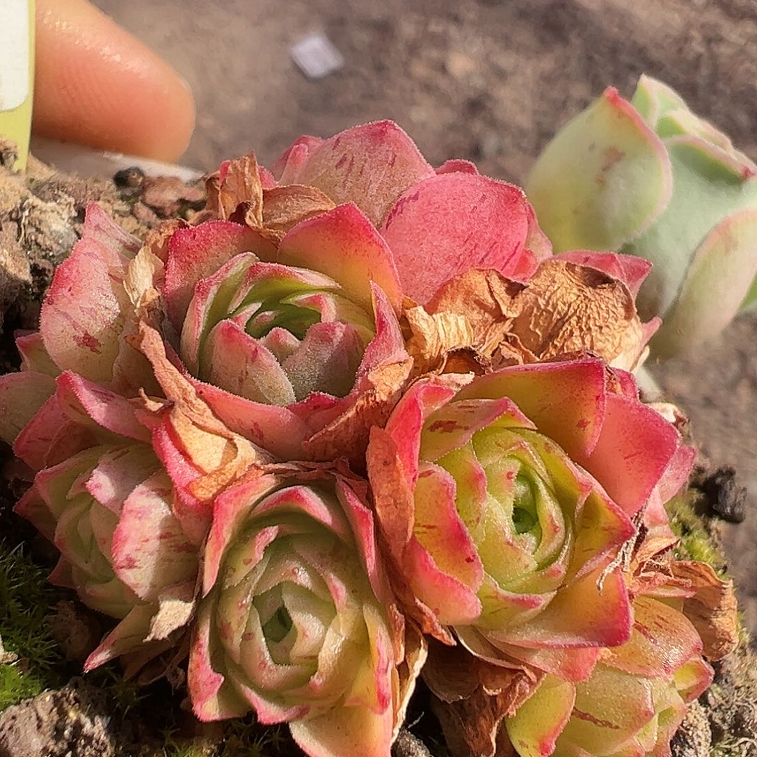 糖糖007 观察自留贵货花球