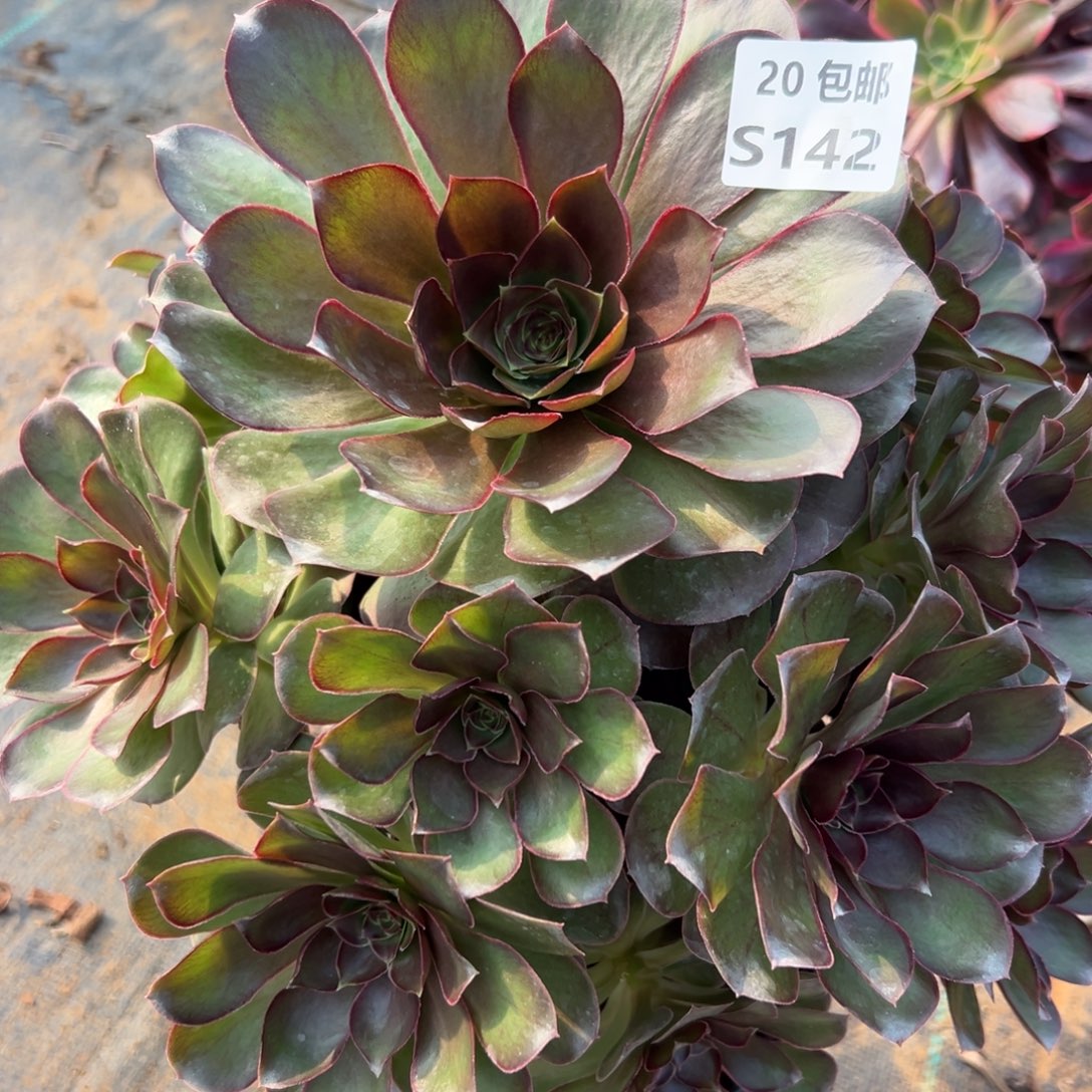 142魅金，满20包邮