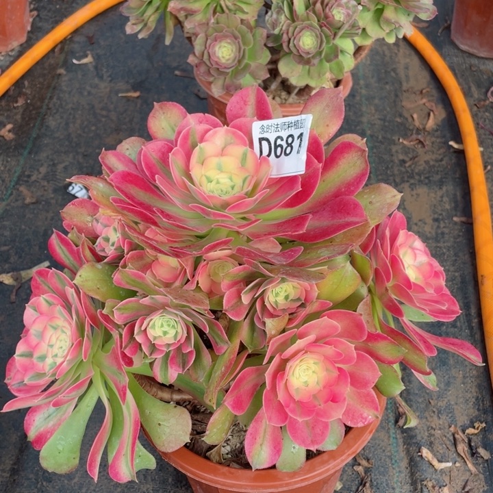 香妃681多肉1111111