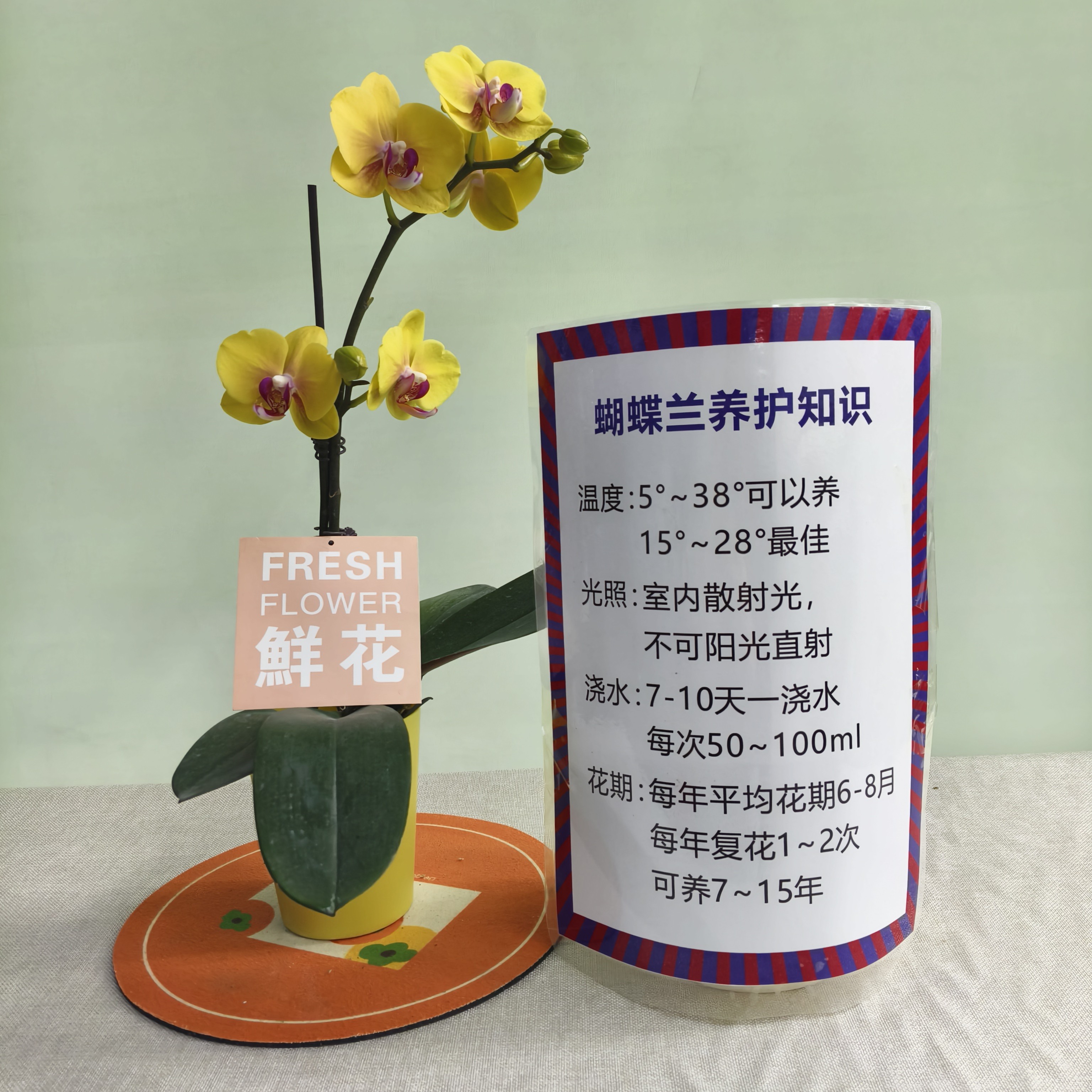 【甜蜜菠萝】蝴蝶兰 紫色大花型 四季花 室内花精品 源头基地