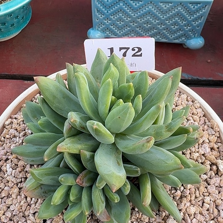 莱万特172多肉植物