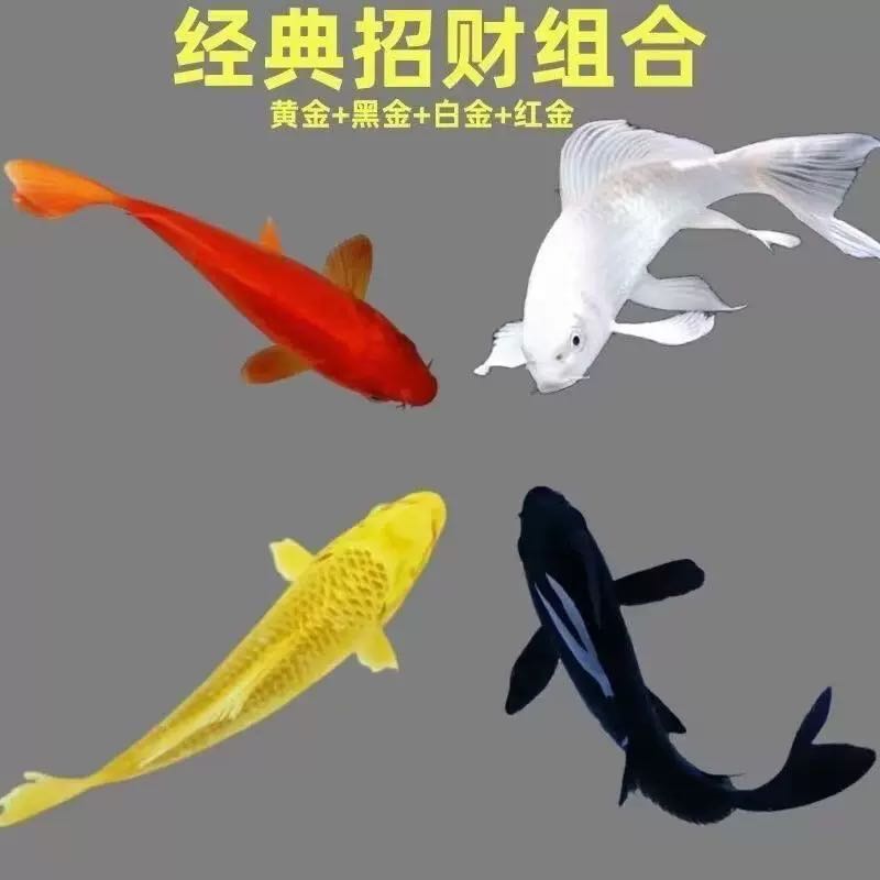 新疆包邮 冷水鱼 锦鲤活体观赏鱼 耐活好养多种颜色可选