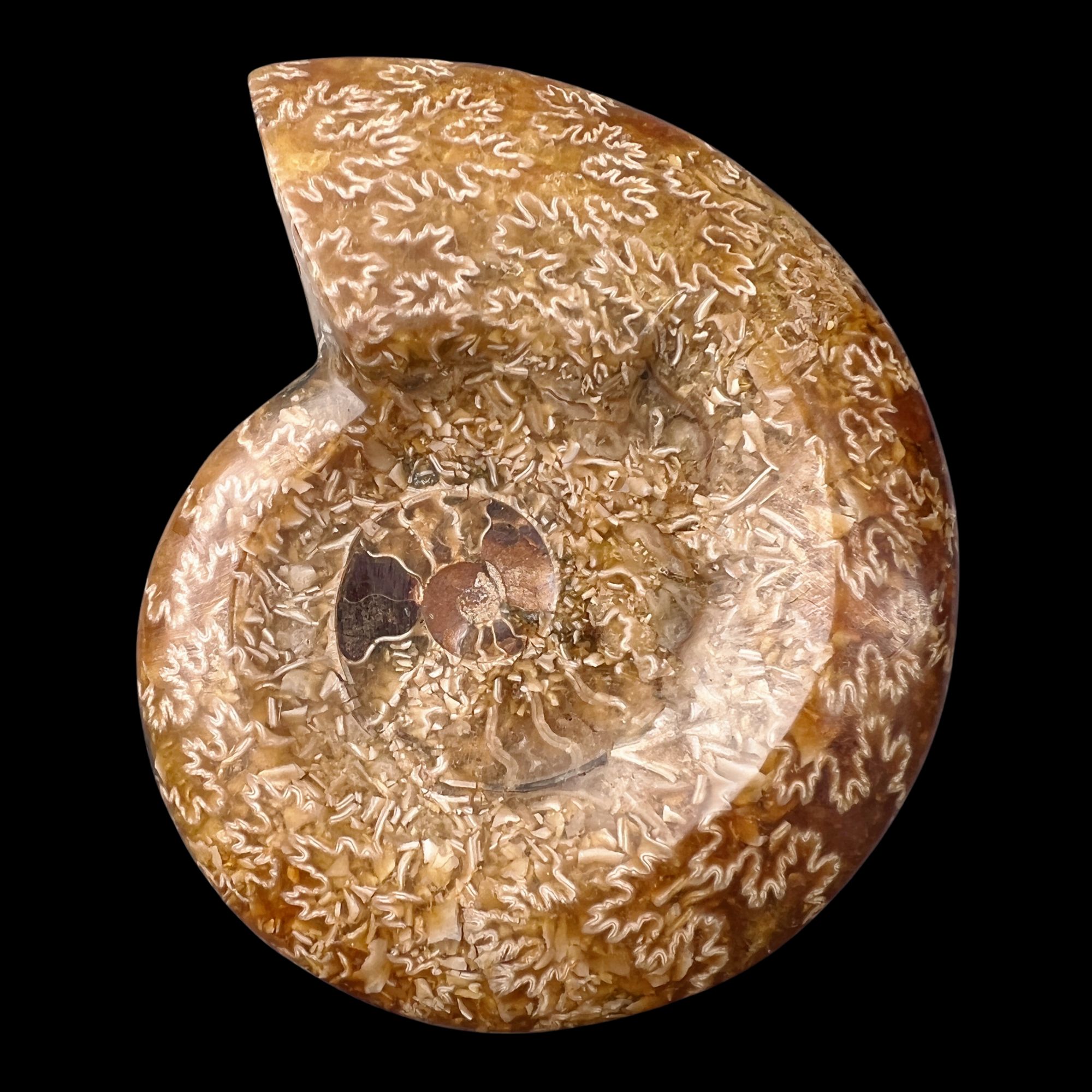 【 叶菊石（烟缸）】尺寸114.9mm 玉化 马达加斯加SS 古贝壳 A3