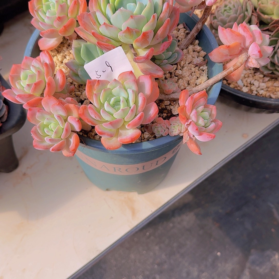 泡***泡5-9冷橙多肉植物00