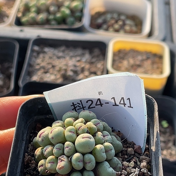 一***灰24-141肉锥多肉植物