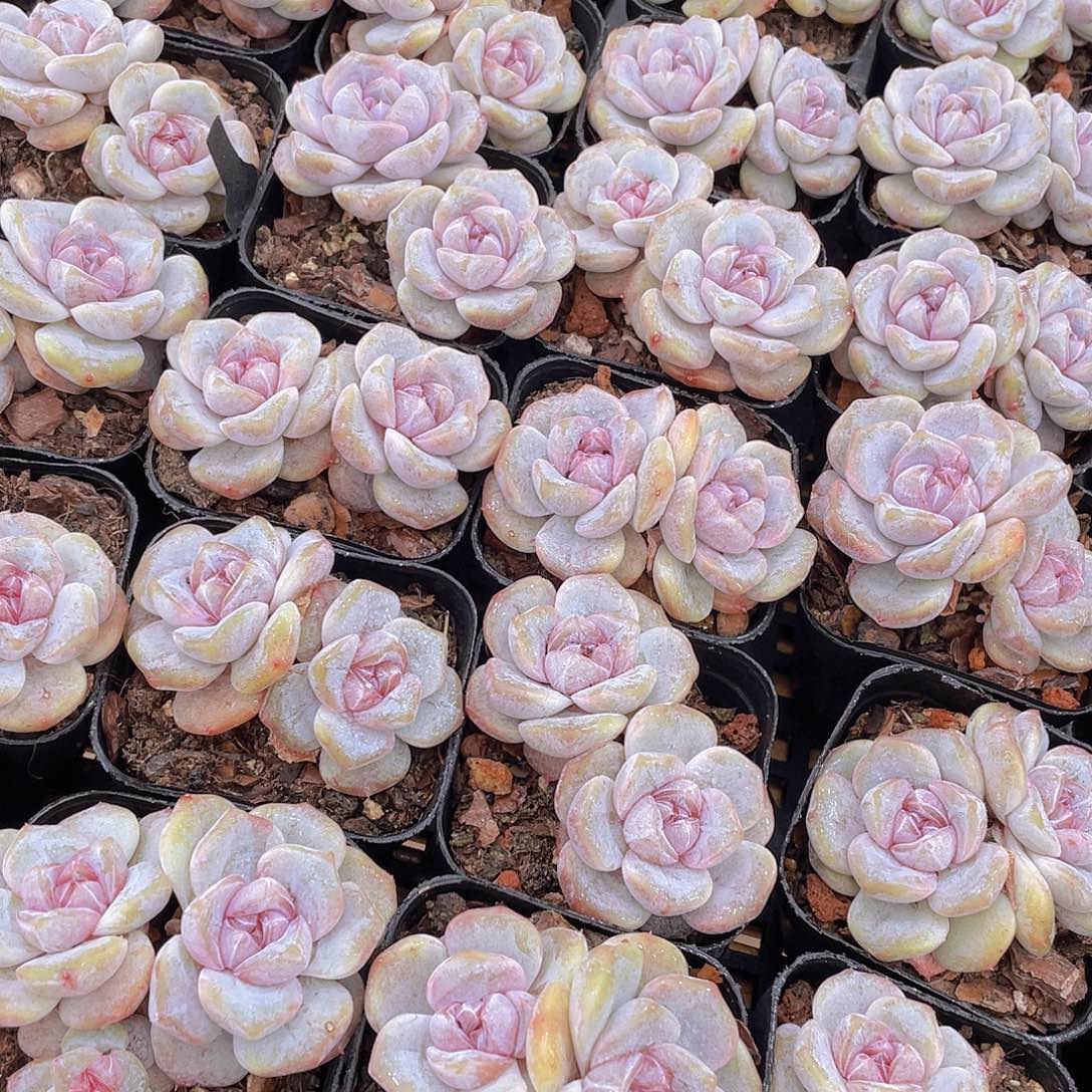 量拍105号 芋圆啵啵双头一个