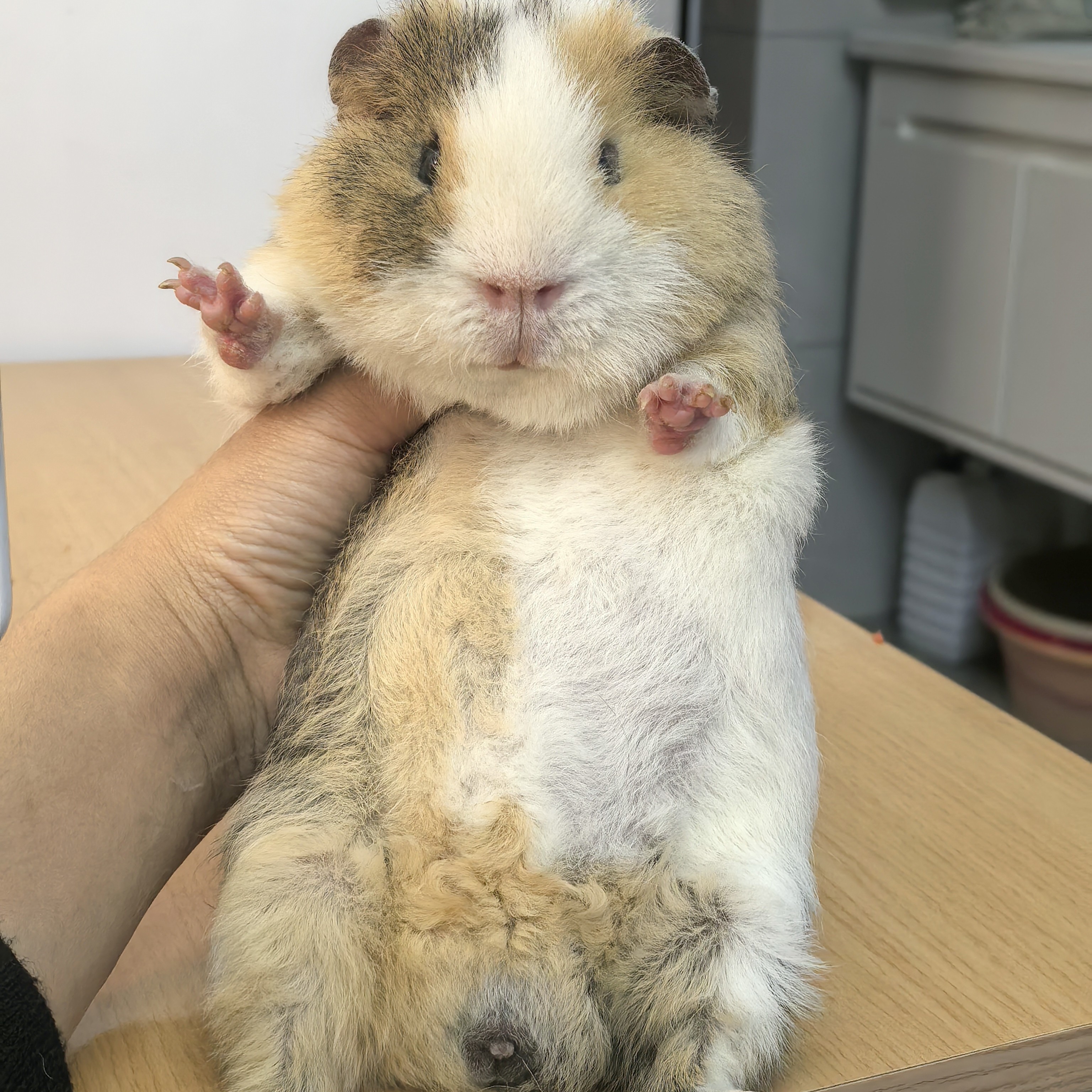 豚鼠荷兰猪图片色京东包邮有加热包活体不退不换