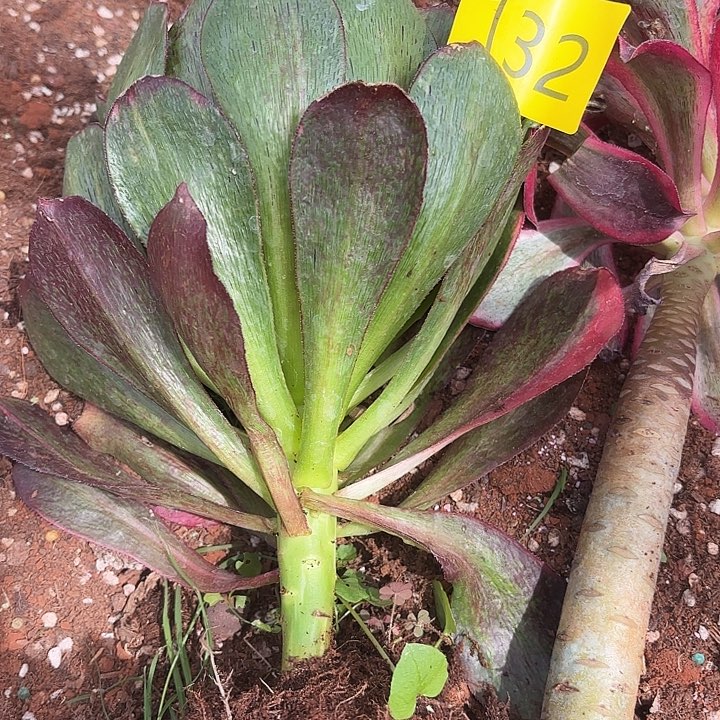 多肉植物福利132