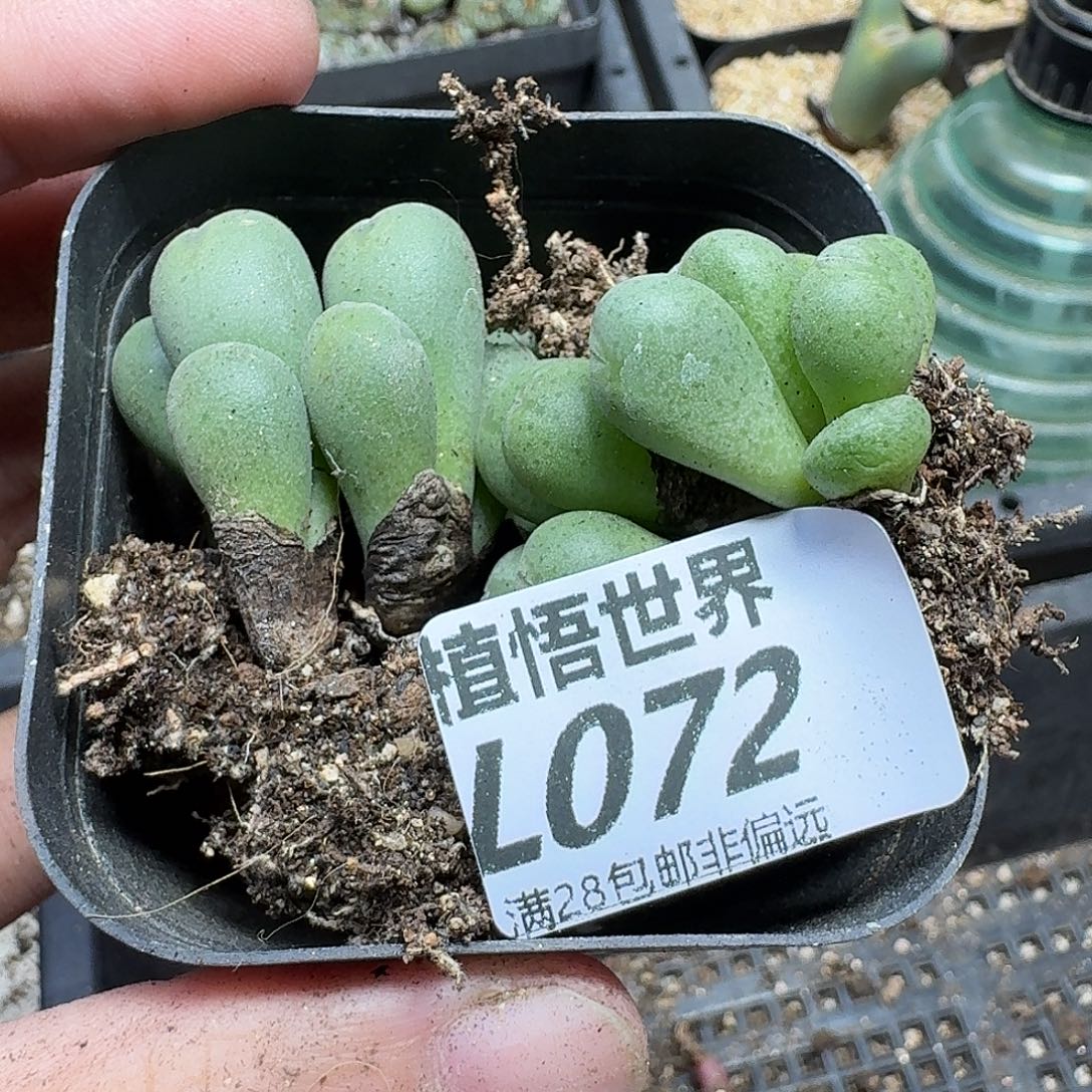 多肉植物的人啊ghn