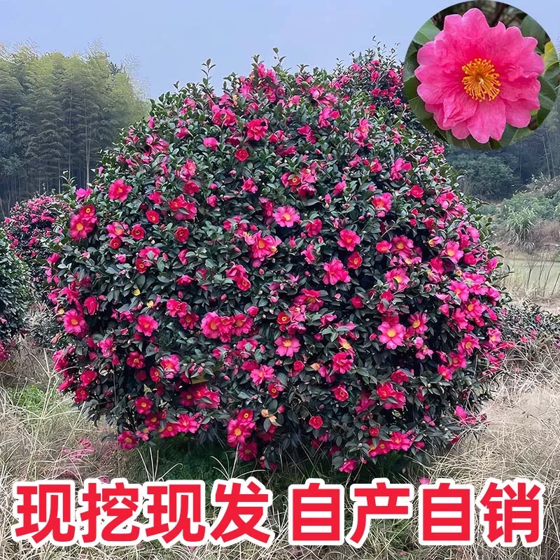 【一物一拍】耐寒茶梅冬季开花不断庭院绿植38-58