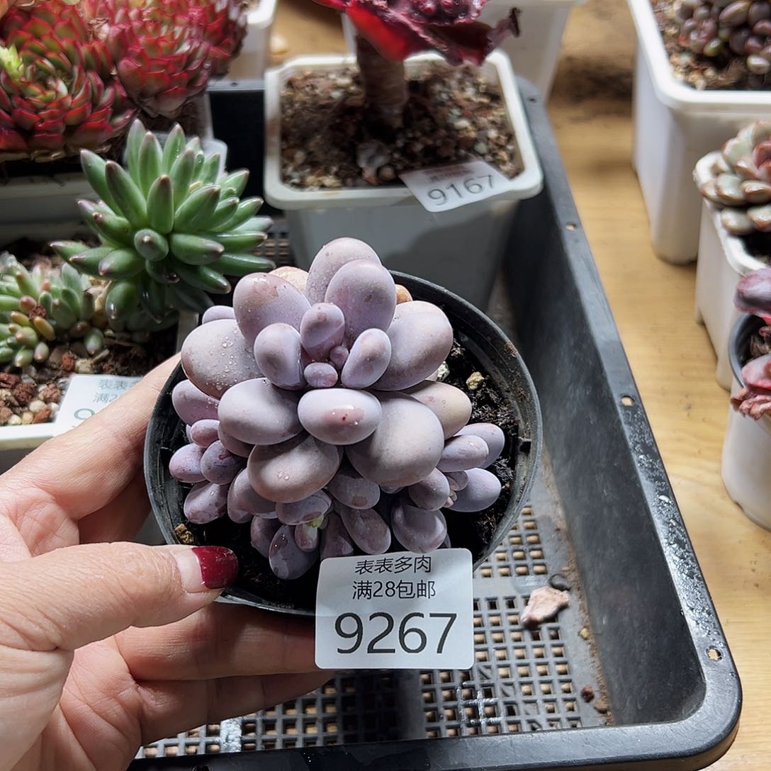 9号余***己多肉一物一拍9267