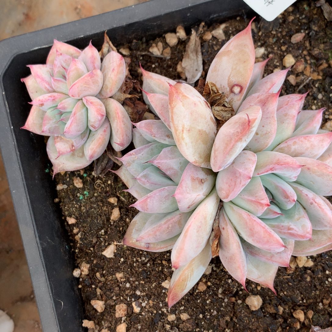 4925杂交多肉植物