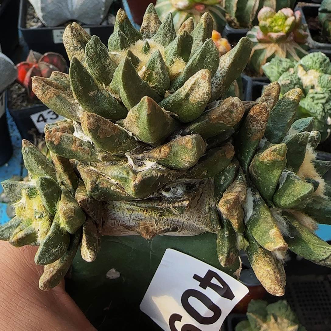 龙角牡丹哦409仙人球