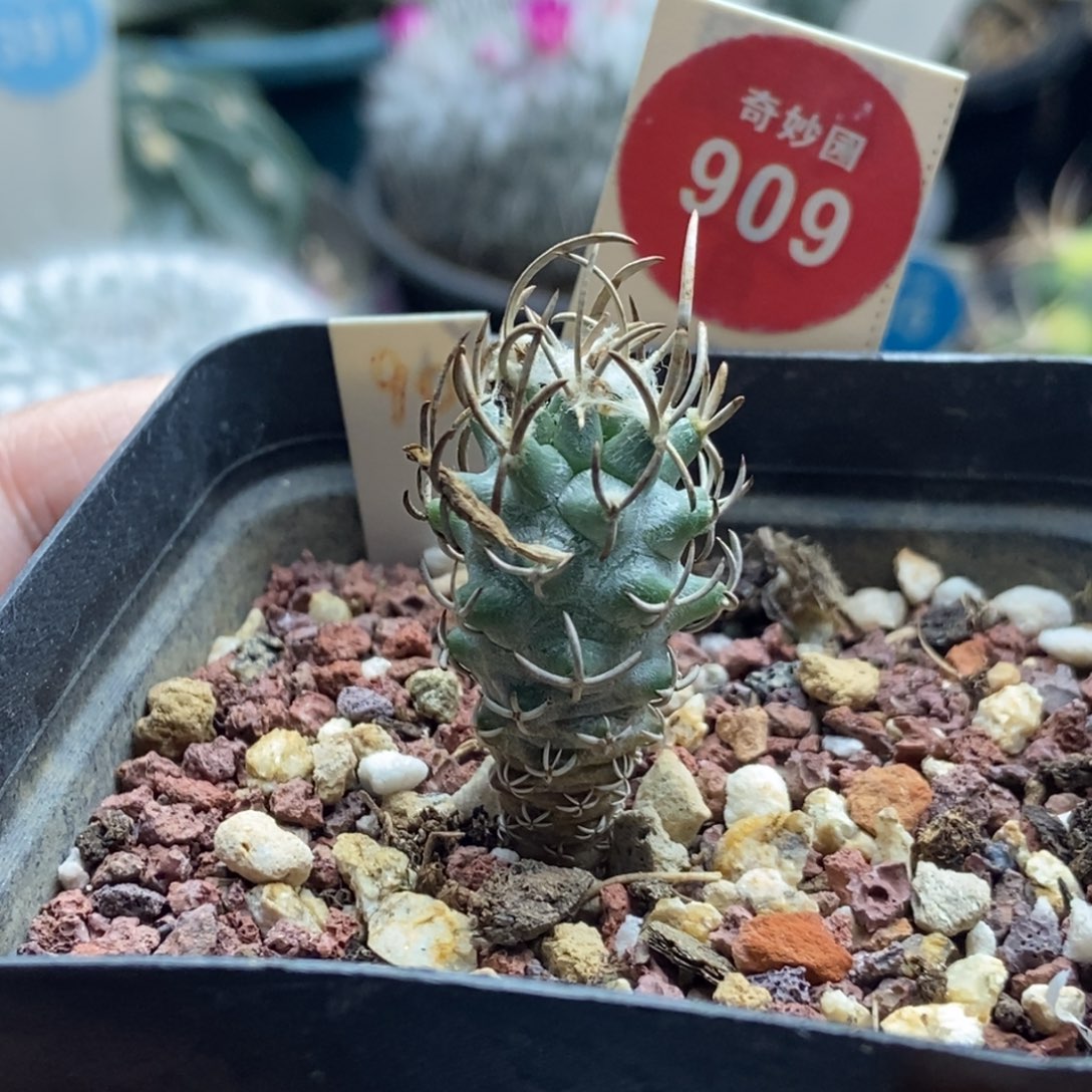 实生母本黄龙丸一颗，