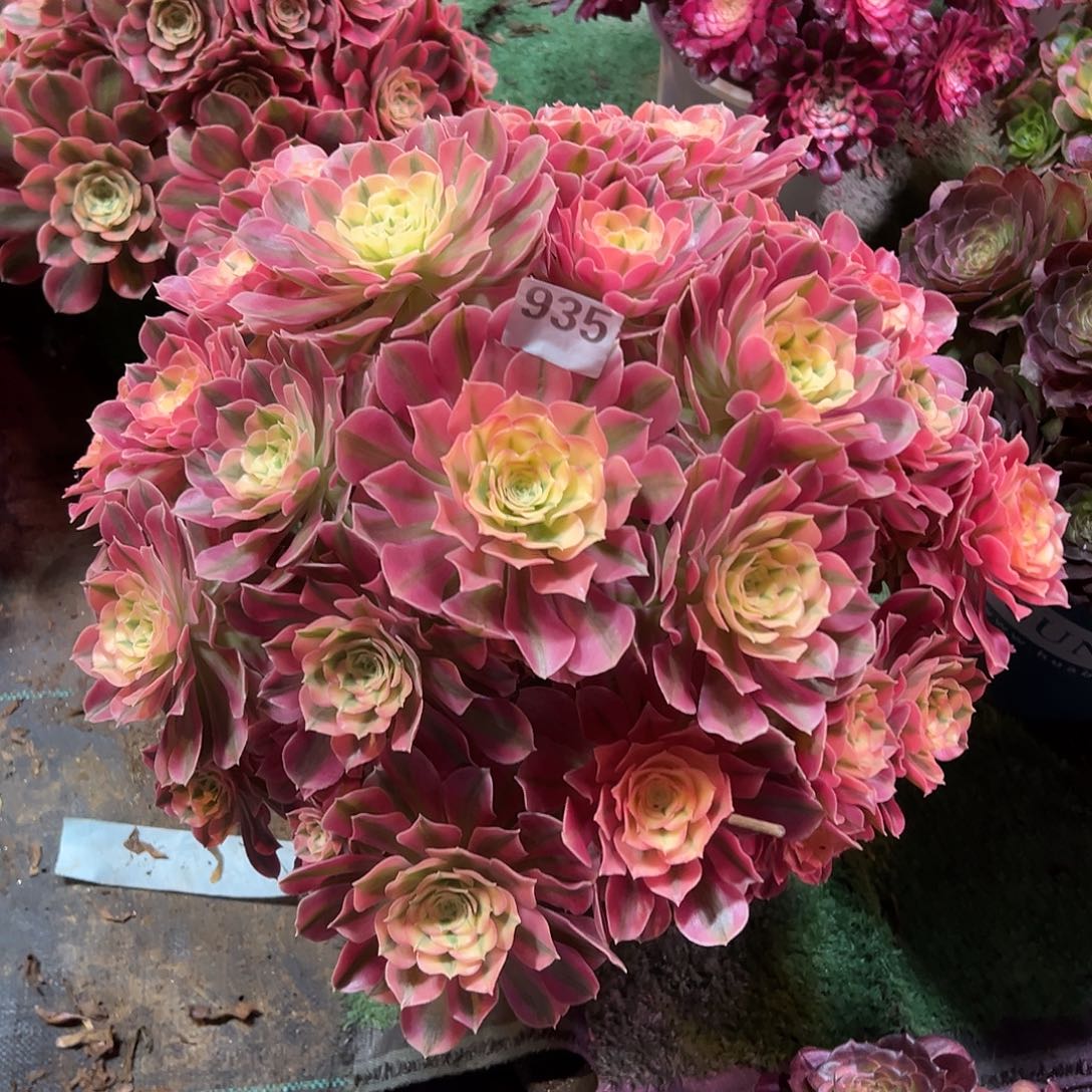 935粉女巫法师多肉植物