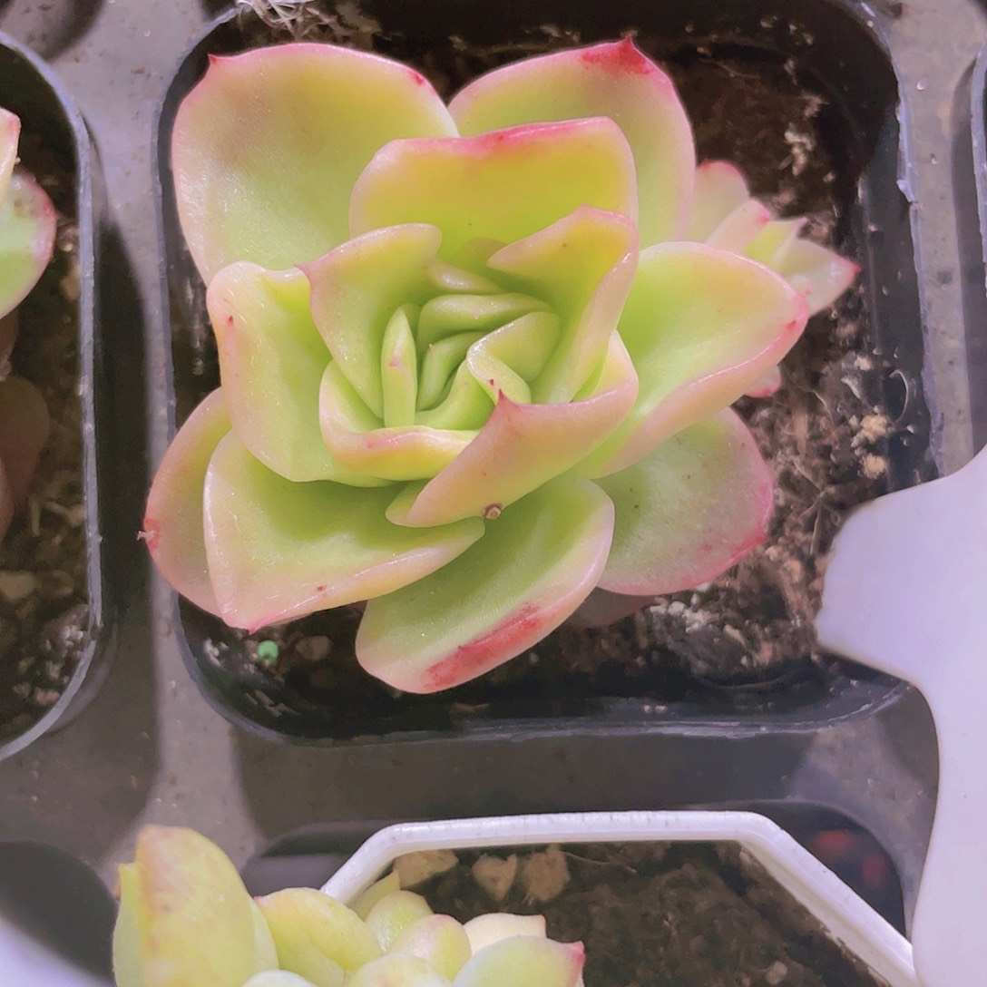 冰玫瑰锦a020一物一拍