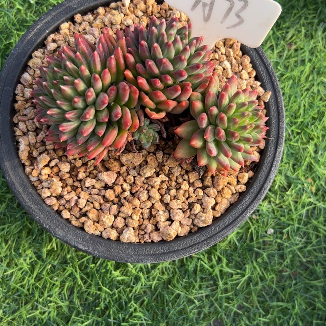 甲骨文多肉植物保护研究所